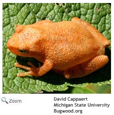 Spring Peeper