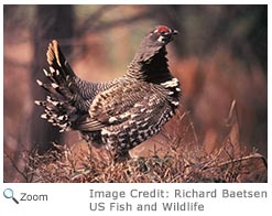 Spruce Grouse