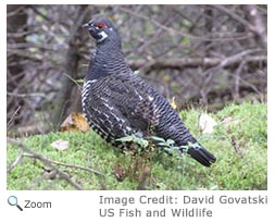 Spruce Grouse