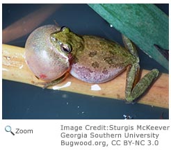 squirrel treefrog