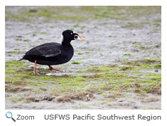 Surf Scoter