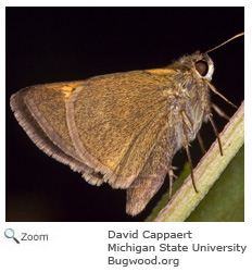 tawny edged skipper