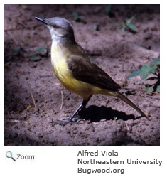 tropical kingbird