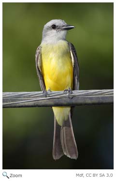 tropical kingbird