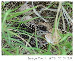 Upland Sandpiper