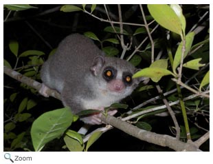 Western Fat-tailed Dwarf Lemur