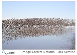 Western Sandpiper