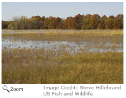 Wetland