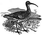 whimbrel