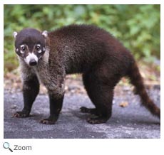 White-nosed Coati