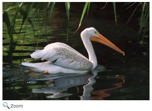 White Pelican