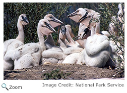 White Pelican