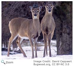 White-tailed Deer