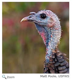 wild turkey