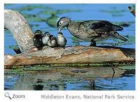 Wood Duck