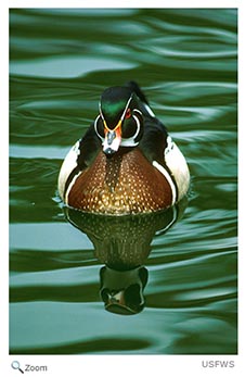 Wood Duck