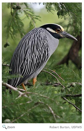 Yellow-crowned Night heron