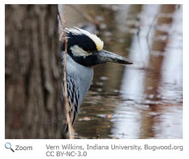 Yellow-crowned Night heron