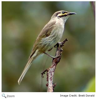 Yellow-face honeyeater